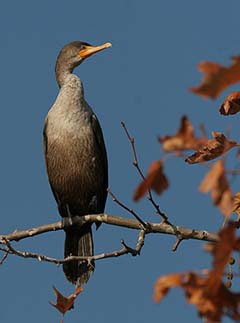 Double-crested Cormorant