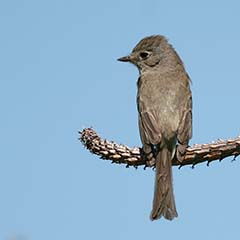 Dusky Flycatcher