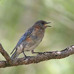 Eastern Bluebird