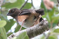 Eastern Towhee