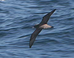 Flesh-footed Shearwater