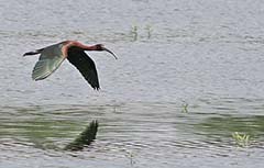 Glossy Ibis