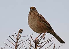 Golden-crowned Sparrow