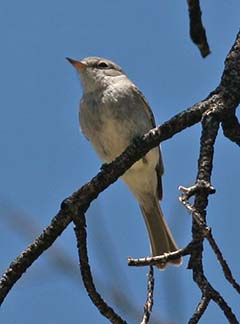 Gray Flycatcher