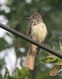 Great Crested Flycatcher