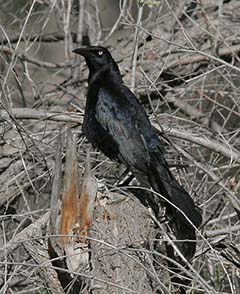 Great-tailed Grackle