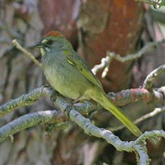 Green-tailed Towhee