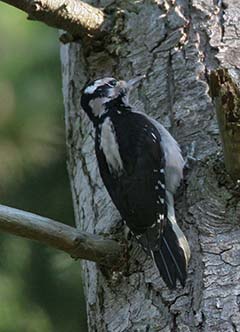 Hairy Woodpecker