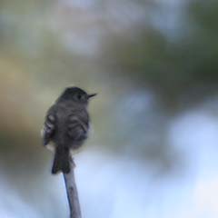 Hammond's Flycatcher