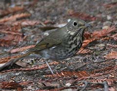 Hermit Thrush