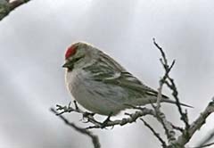 Hoary Redpoll