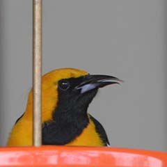 Hooded Oriole