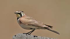Horned Lark