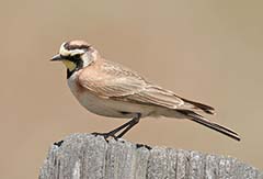 Horned Lark