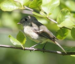 Hutton's Vireo