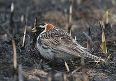 Lapland Longspur