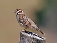 Lark Sparrow