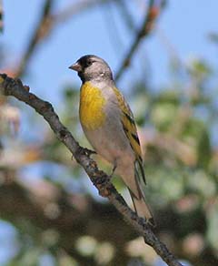 Lawrence's Goldfinch