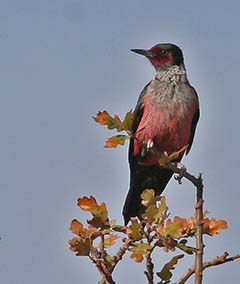 Lewis's Woodpecker