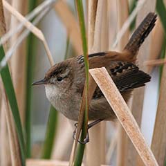 Marsh Wren