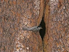 Mountain Chickadee