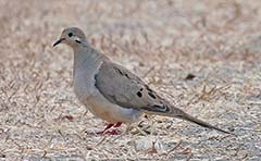 Mourning Dove