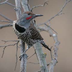 Northern Flicker