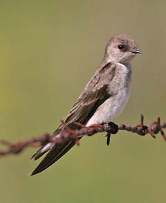 Northern Rough-winged Swallow