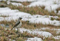 Northern Wheatear