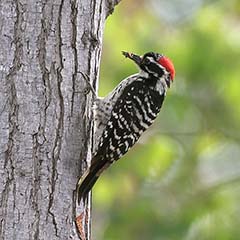 Nuttall's Woodpecker