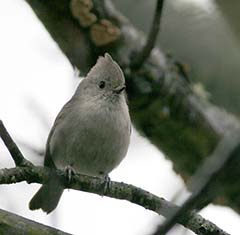 Oak Titmouse