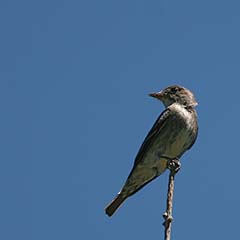 Olive-sided Flycatcher