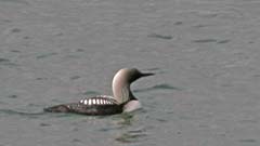 Pacific Loon