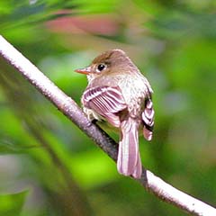 Pacific-slope Flycatcher