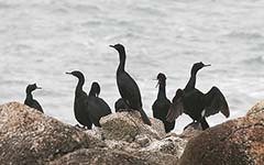 Pelagic Cormorant