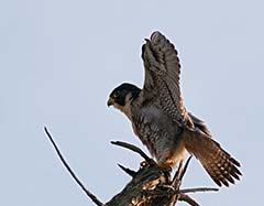 Peregrine Falcon