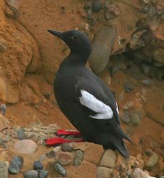 Pigeon Guillemot