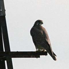 Prairie Falcon