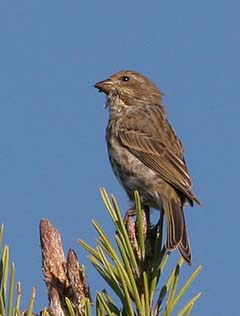 Purple Finch