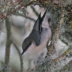 Pygmy Nuthatch