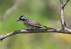 Red-cockaded Woodpecker