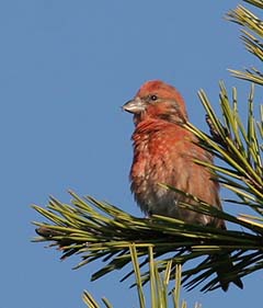 Red Crossbill