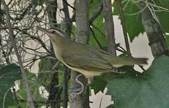 Red-eyed Vireo