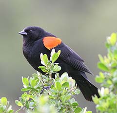 Red-winged Blackbird