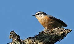 Red-breasted Nuthatch