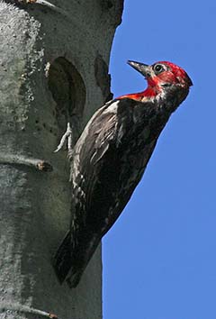 Red-naped Sapsucker