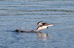 Red-throated Loon