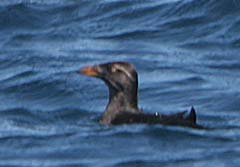 Rhinoceros Auklet