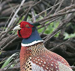 Ring-necked Pheasant