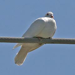 Rock Pigeon